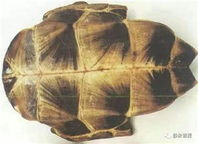 如何用塔罗牌看未来走向？一看就会教程